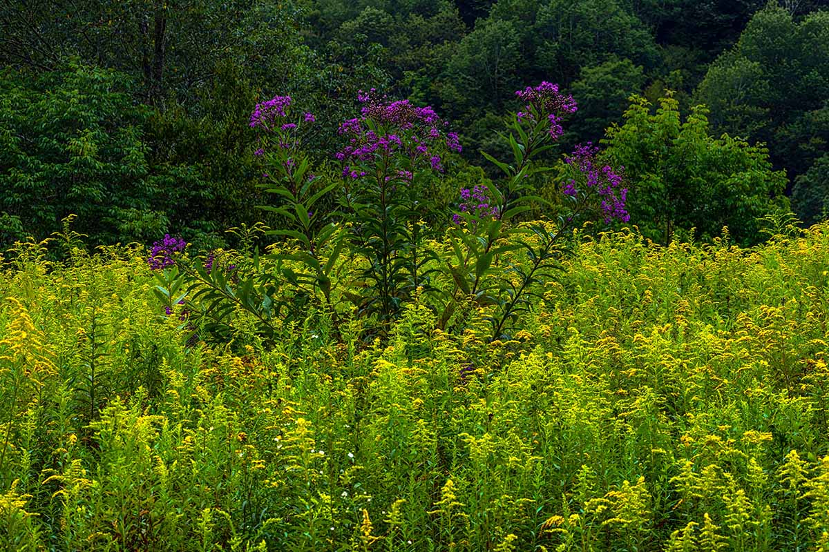 A horizontal image of a meadow filled with goldenrod and ironweed on the edge of a forest.