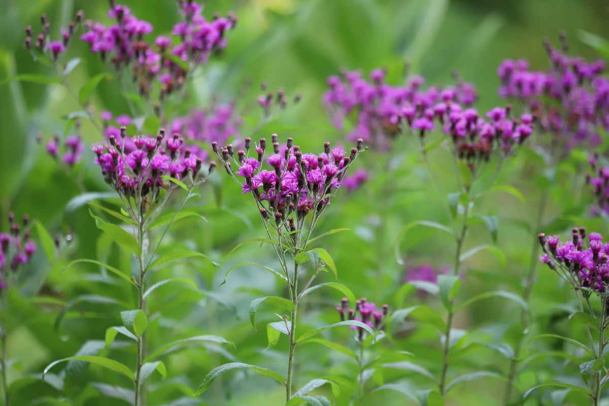 A horizontal image of the clusters of purple flowers on ironweed plants growing in the garden pictured on a soft focus background.