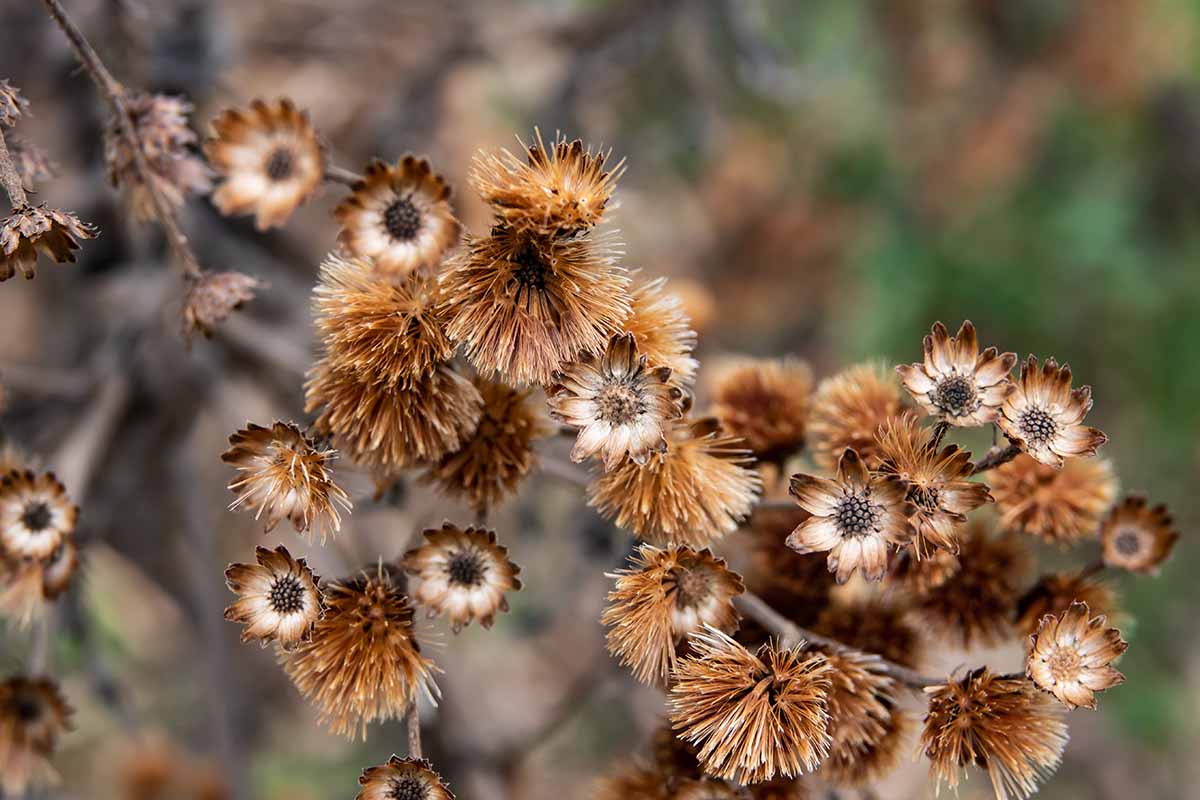 A horizontal image of the seed heads and fruits of New York ironweed pictured on a soft focus background.