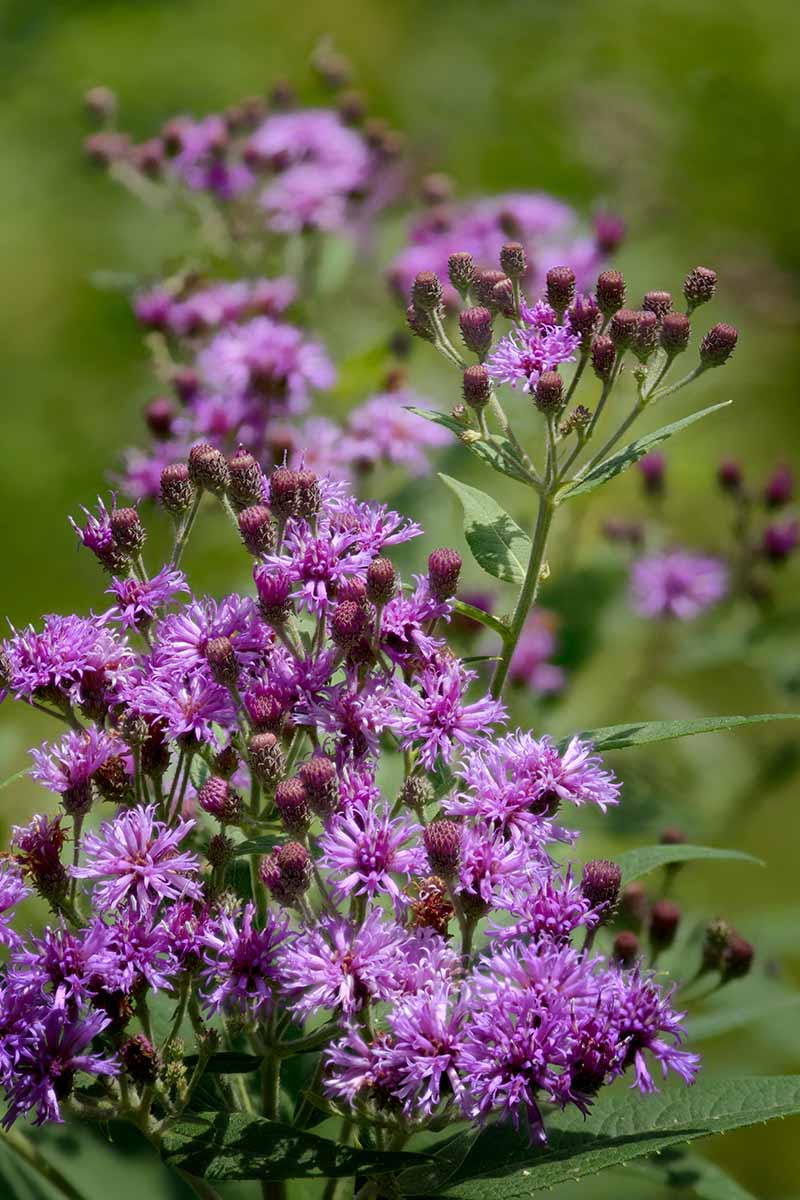 A close up vertical image of the bright purple flower clusters of ironweed aka vernonia pictured in bright sunshine on a soft focus background.