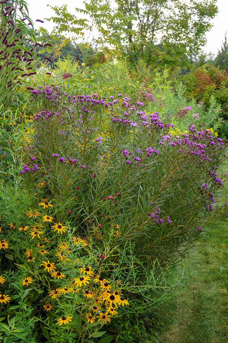 A vertical image of ironweed (Vernonia lettermannii) growing in a mixed flower border.