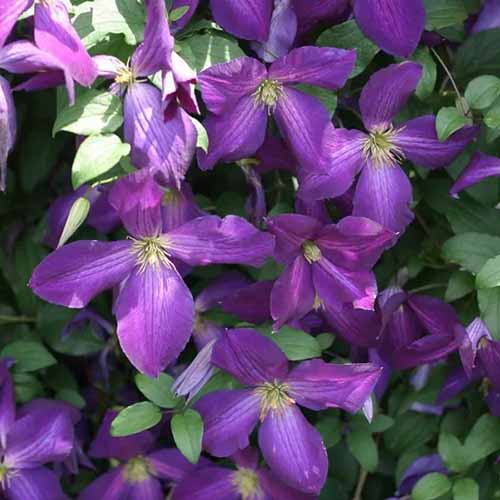 A close up square image of a 'Jackmanii Superba' growing in the garden with bright purple flowers.