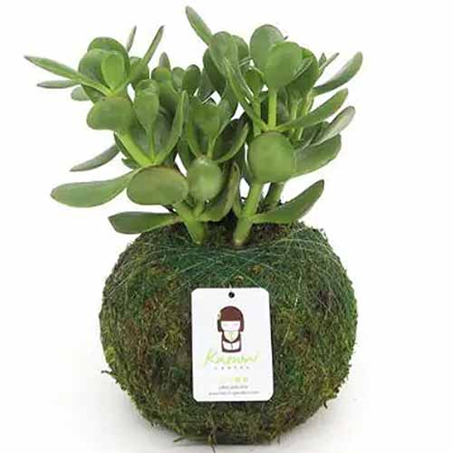 A square product shot of a jade kokedama in a moss ball planter.