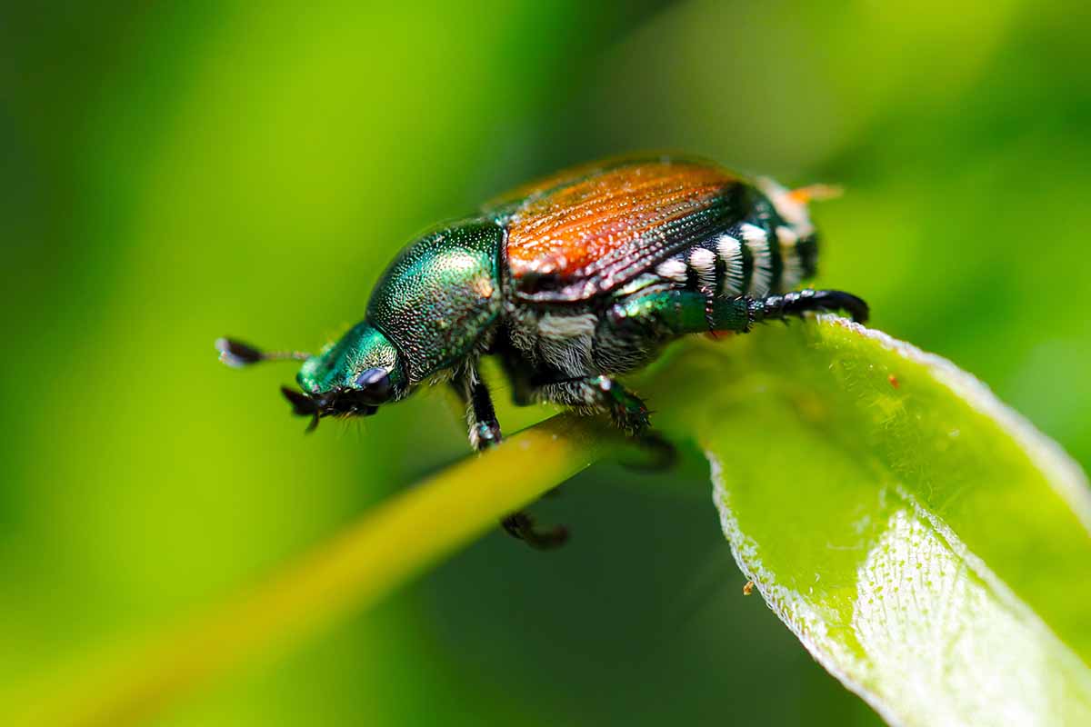 A close up horizontal photo of a Japanese beetle (Popillia japonica) perched on a plant stem and leaf set against a blurry green background.