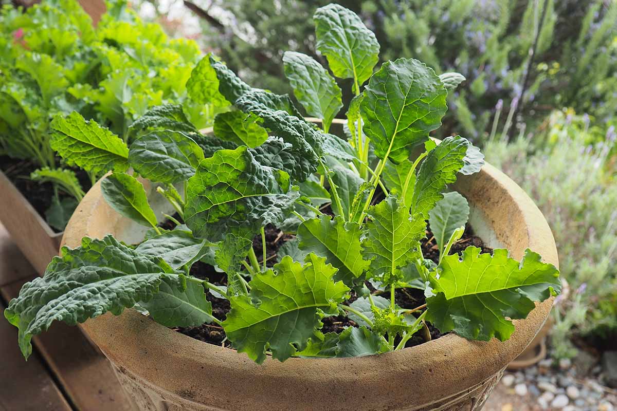A close up horizontal image of kale growing in a terra cotta pot outdoors.