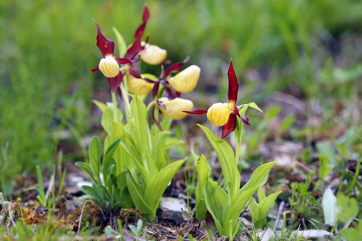 A horizontal photo of a lady's slipper growing out in a forested, grassy area.