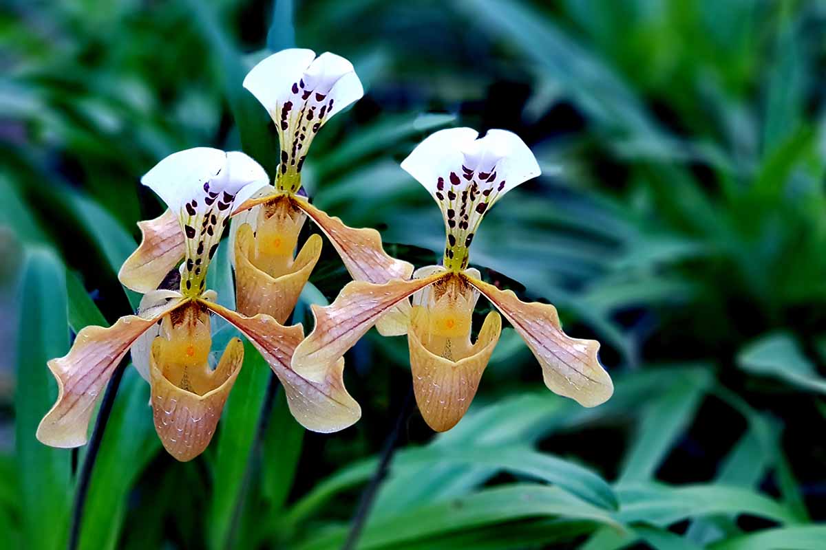 A horizontal close up of three lady slipper blooms. The flowers have orange and white blooms and are set against a background of green foliage.