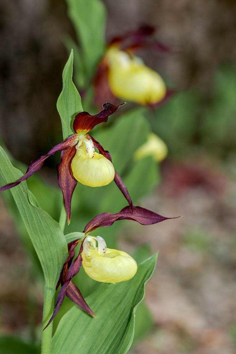 A vertical close up shot of a lady's slipper terrestrial orchid in bloom against a blurred background.