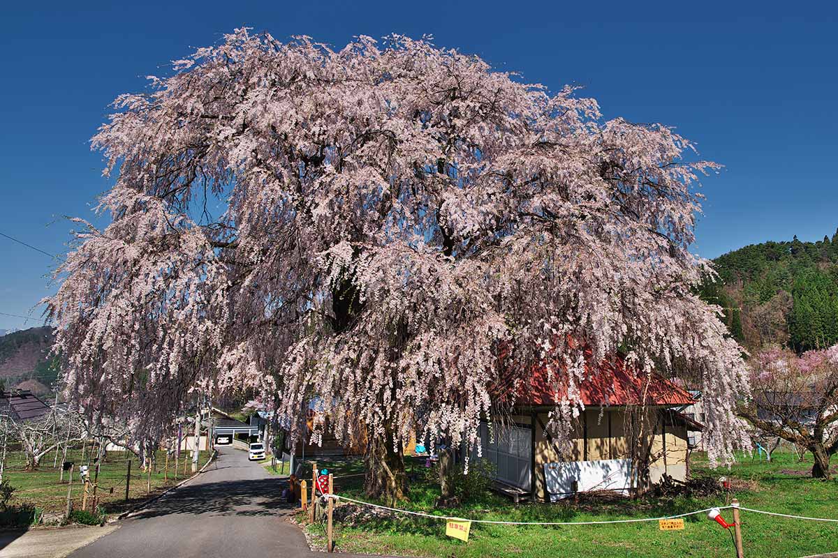 A horizontal picture of Nakashio's weeping cherry tree. Nakashio's weeping cherry tree is designated as one of the "Five Great Cherry Trees of Shinshu Takayama Village" and is the youngest cherry tree among the Five Great Cherry Trees of Takayama.