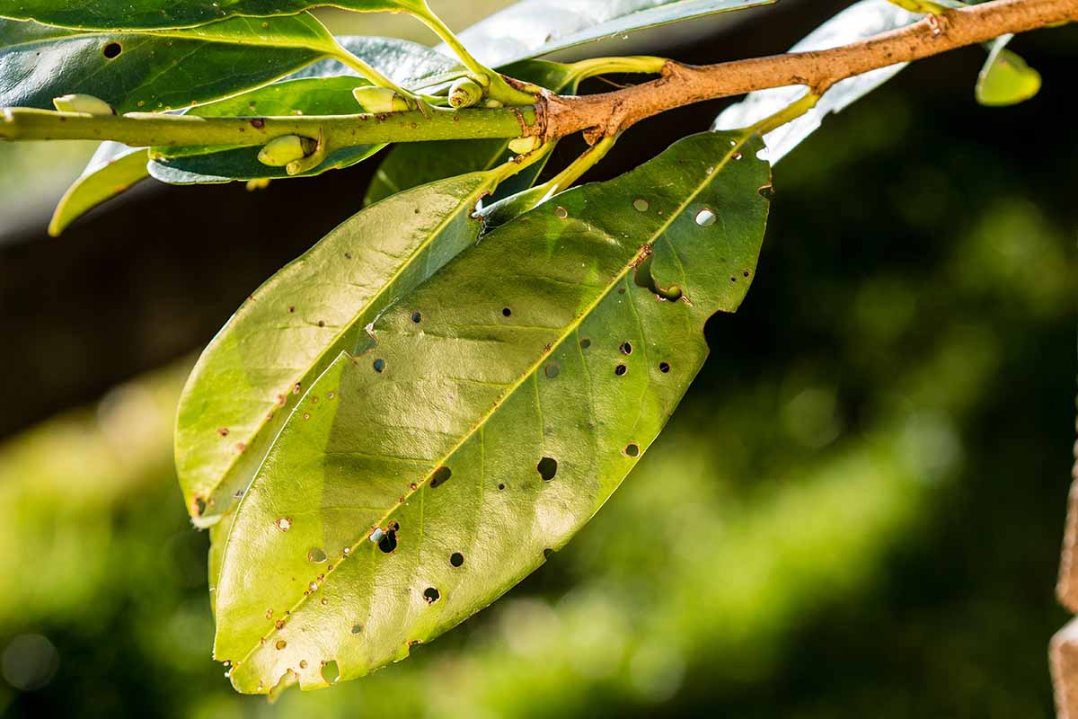 A horizontal shot of the leaves of a cherry laurel (Prunus laurocerasus) affected by the leaf spot fungi Stigmina carpophila.