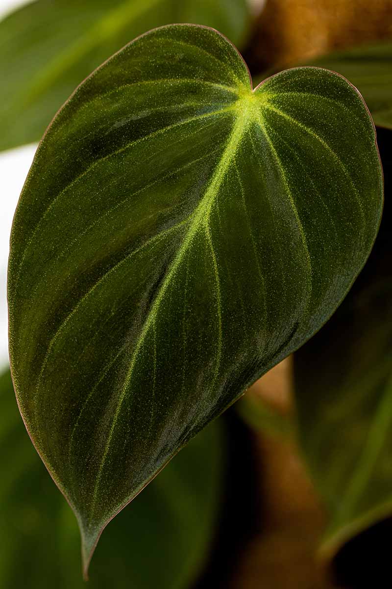 A close up vertical image of a single philodendron micans leaf pictured on a soft focus background.