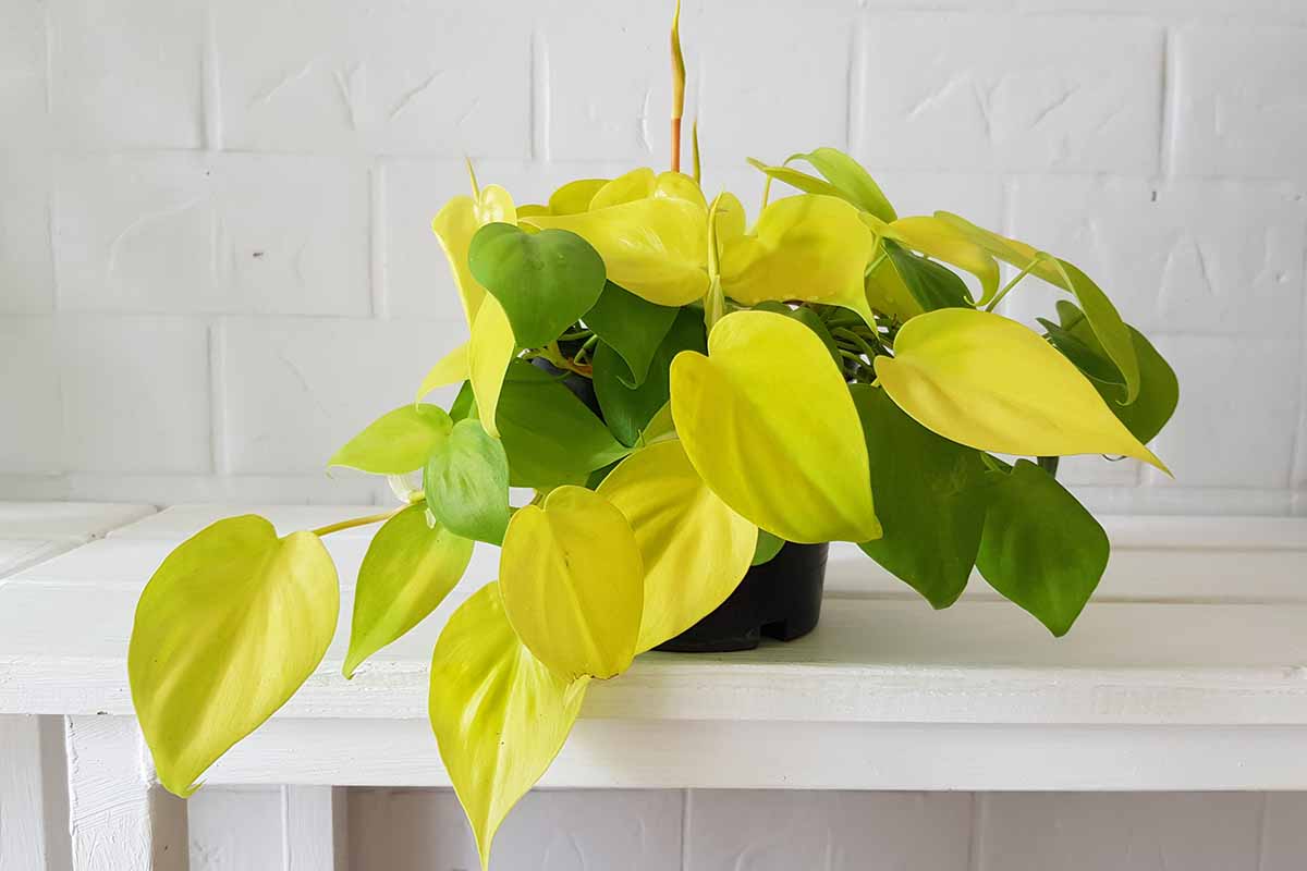A horizontal image of a small 'Lemon Lime' philodendron plant growing in a small pot indoors set on a white wooden surface.