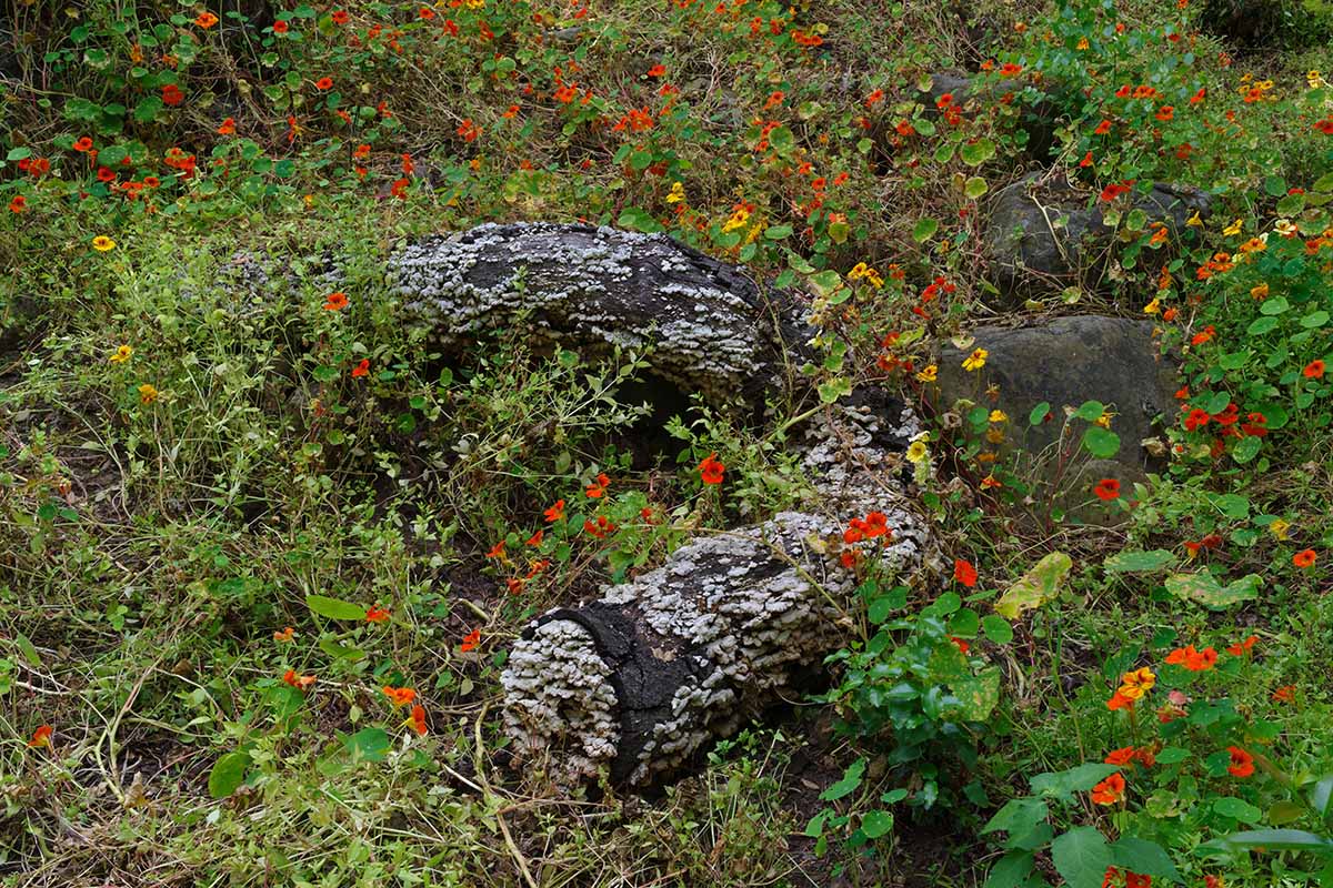 A horizontal image of a garden scene with a variety of wildflowers growing among rocks and old decaying wood.