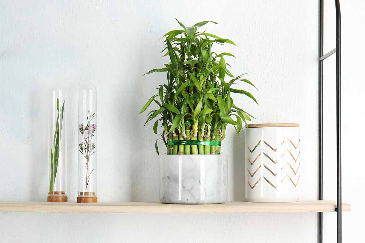 A close up horizontal image of a lucky bamboo in a decorative pot set on a minimalist shelf.