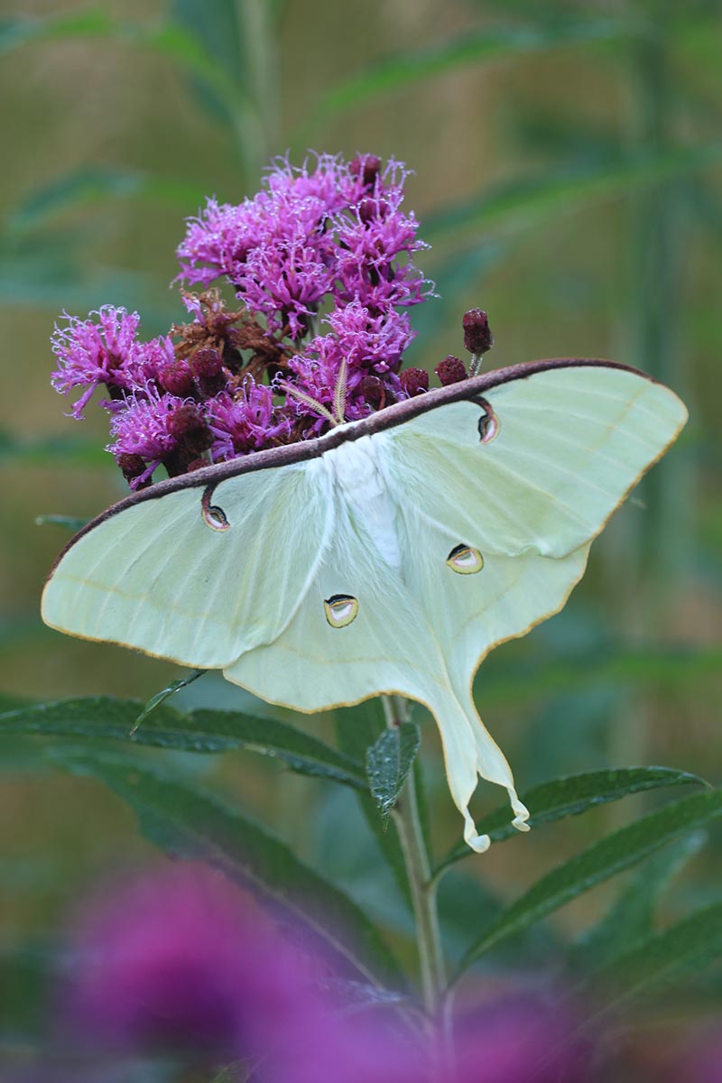 A close up vertical image of a luna moth feeding from bright purple Vernonia flowers pictured on a soft focus background.
