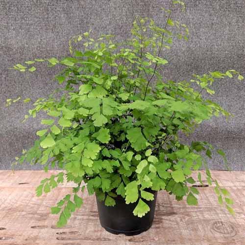 A square product photo of a maidenhair fern sitting on a brick counter against a gray background.