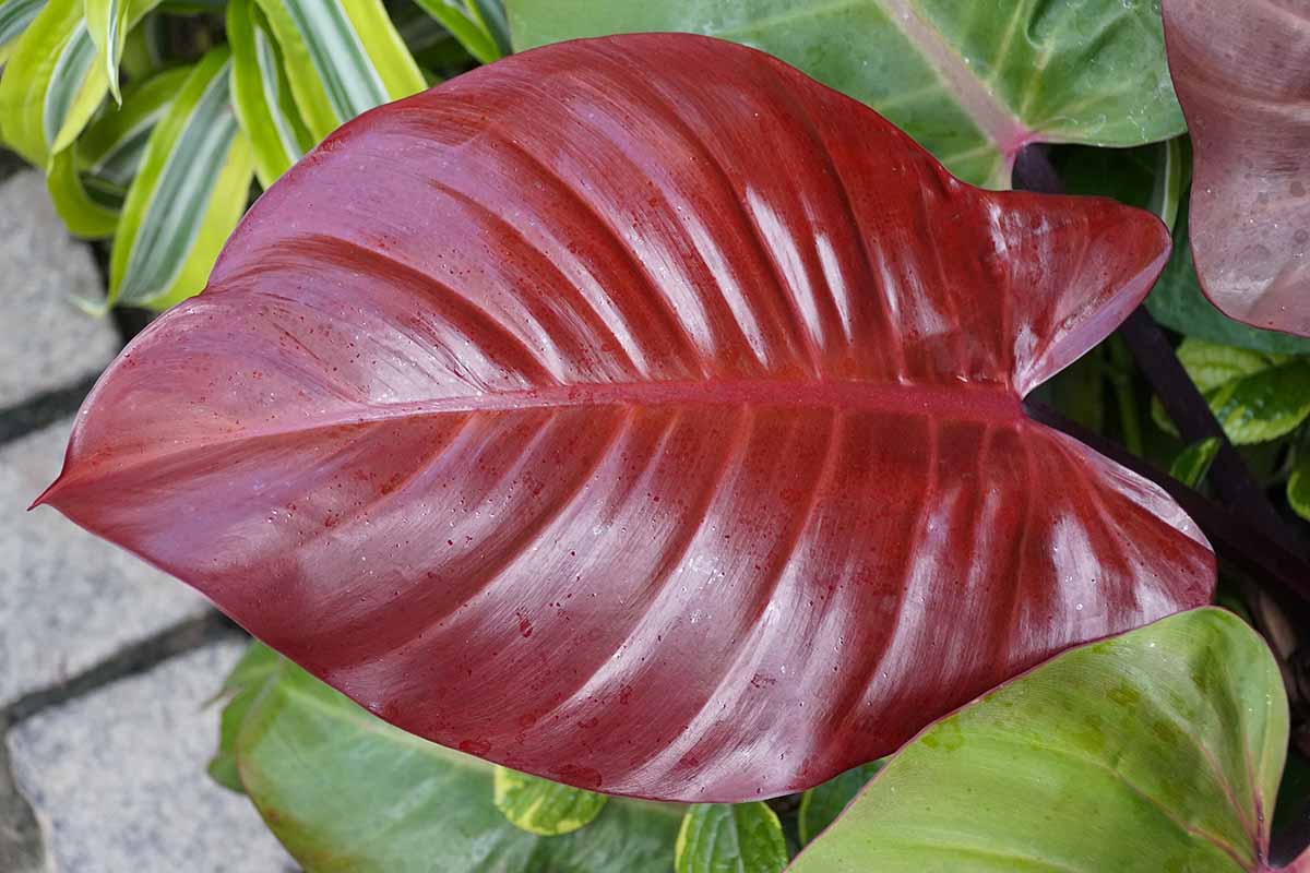 A close up horizontal image of the big red leaves of 'McColley's Finale' philodendron growing outdoors.