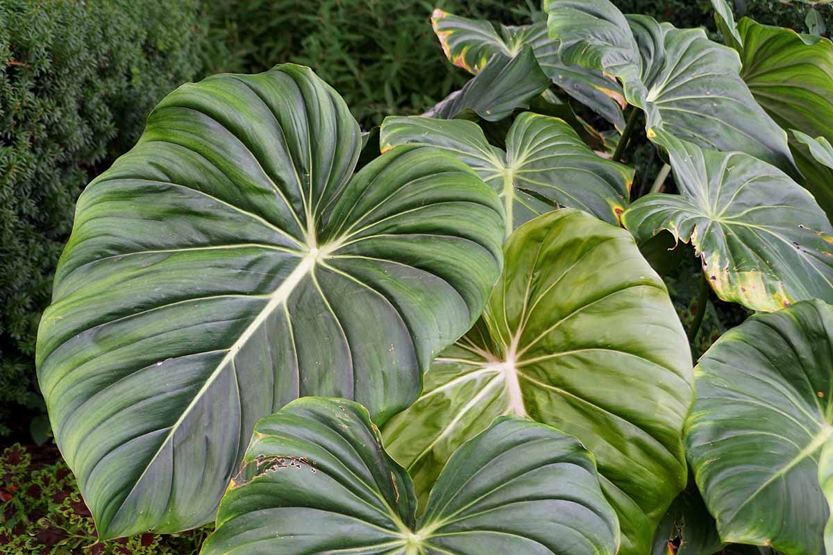 A close up horizontal image of the beautiful big leaves of a 'McDowell' philodendron growing outdoors in the garden.