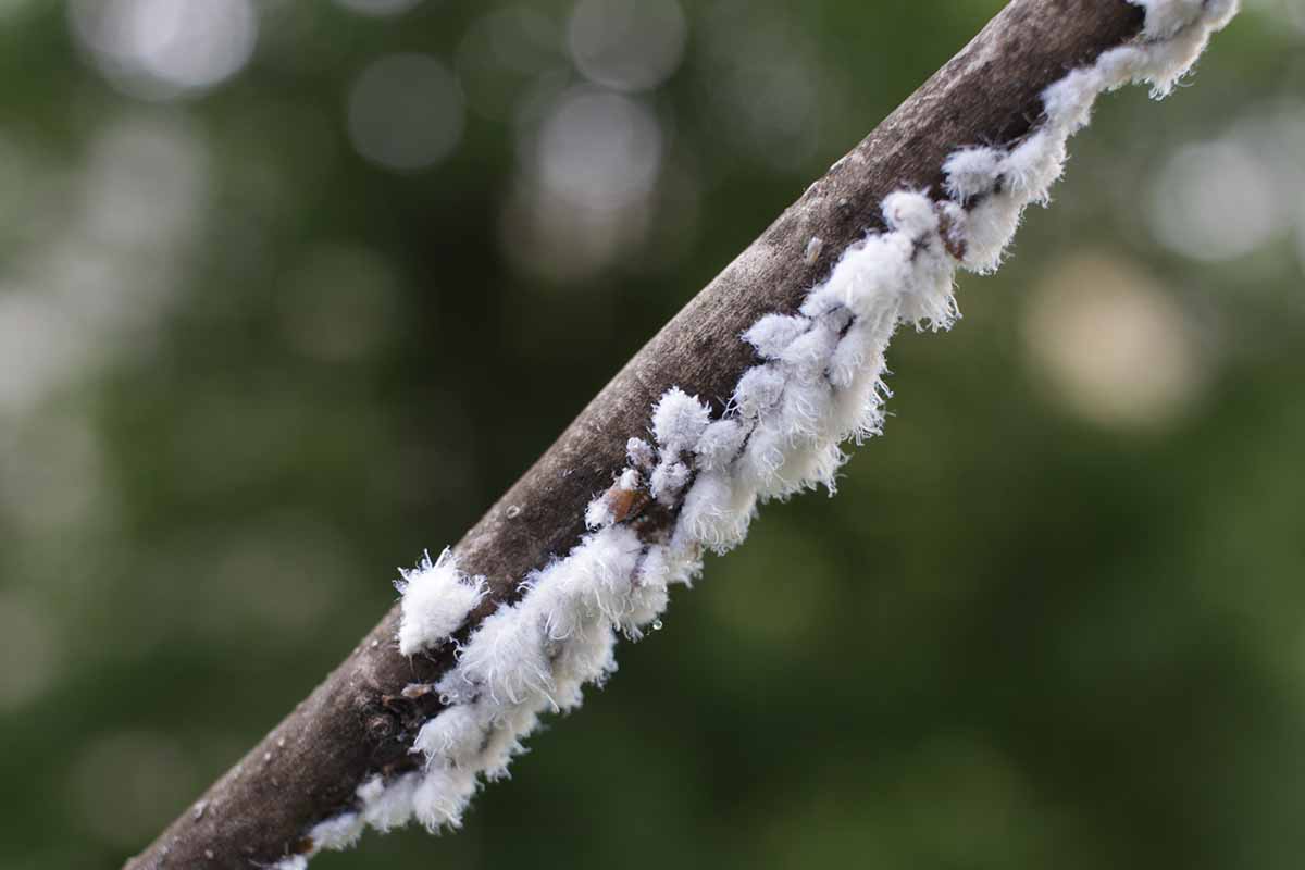 A horizontal image of a brown branch with a bunch of white-coated mealybugs growing on its underside.