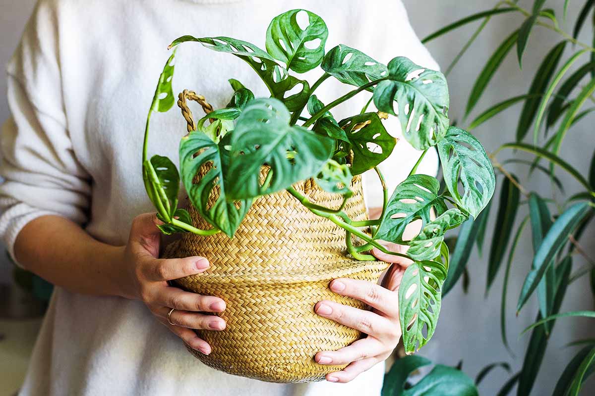 A close up horizontal image of a gardener holding a monstera in a wicker pot.