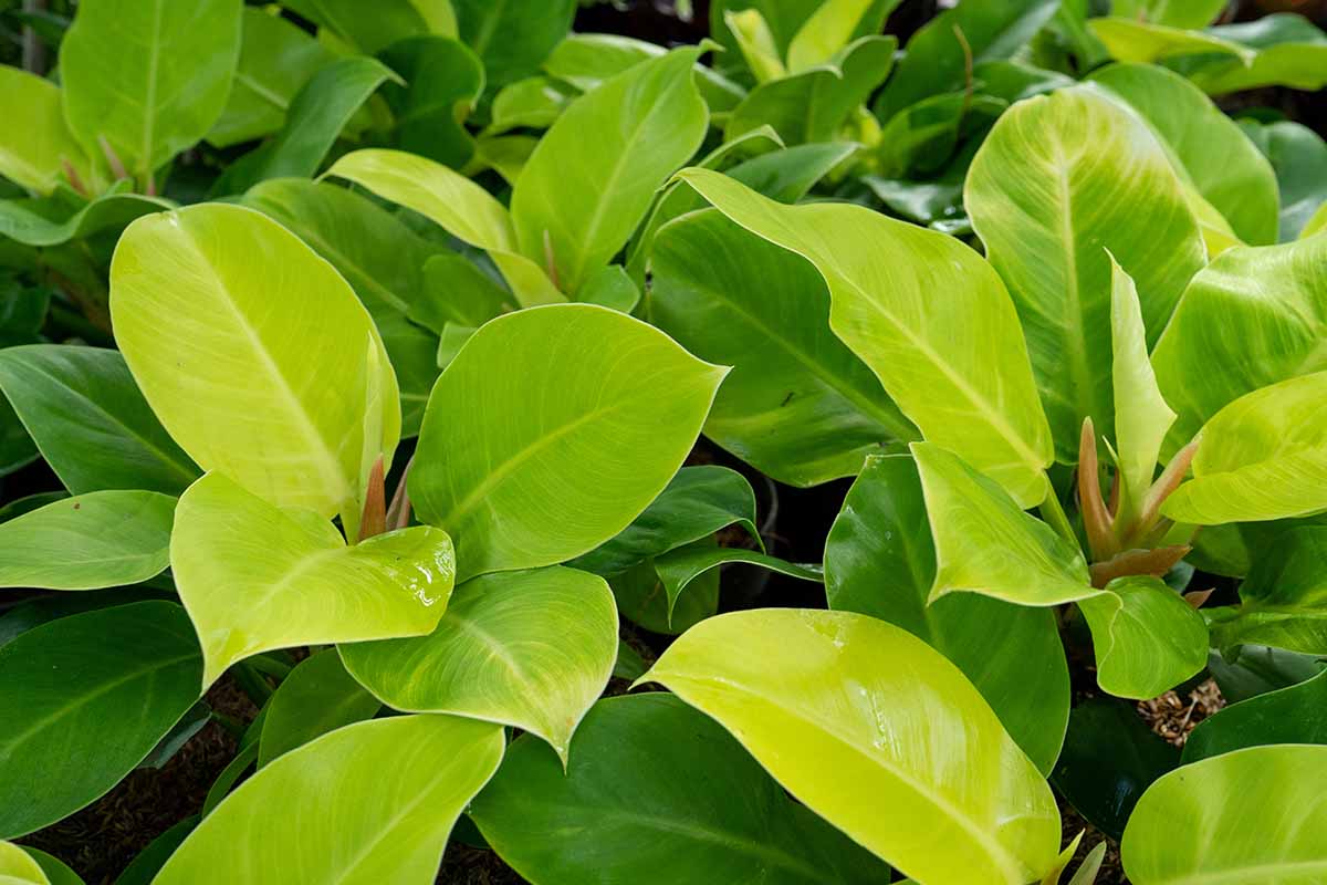 A horizontal image of the yellowish green foliage of 'Moonlight' philodendron plants growing in pots.