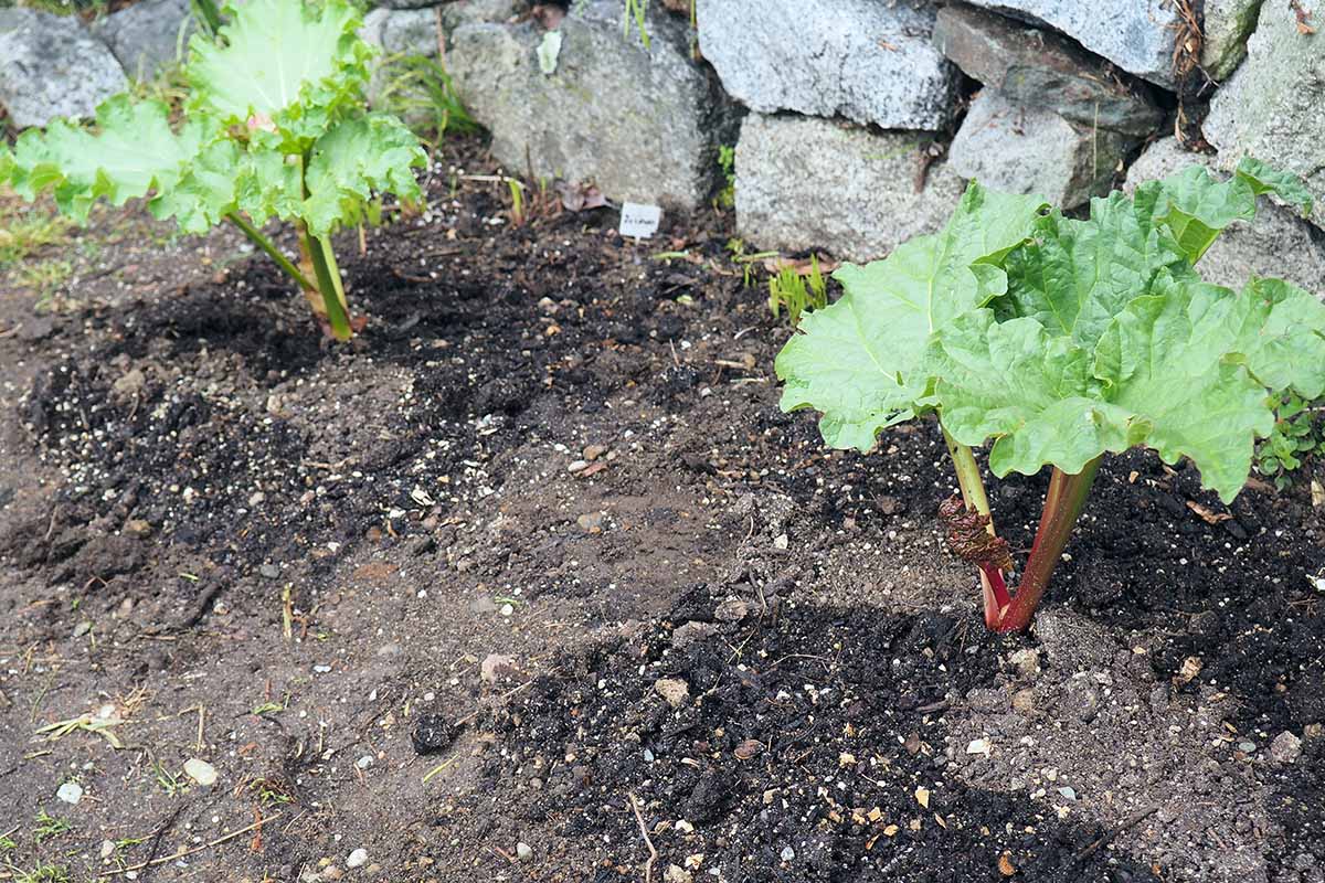 A close up horizontal image of garden vegetables surrounded by compost mulch in spring.