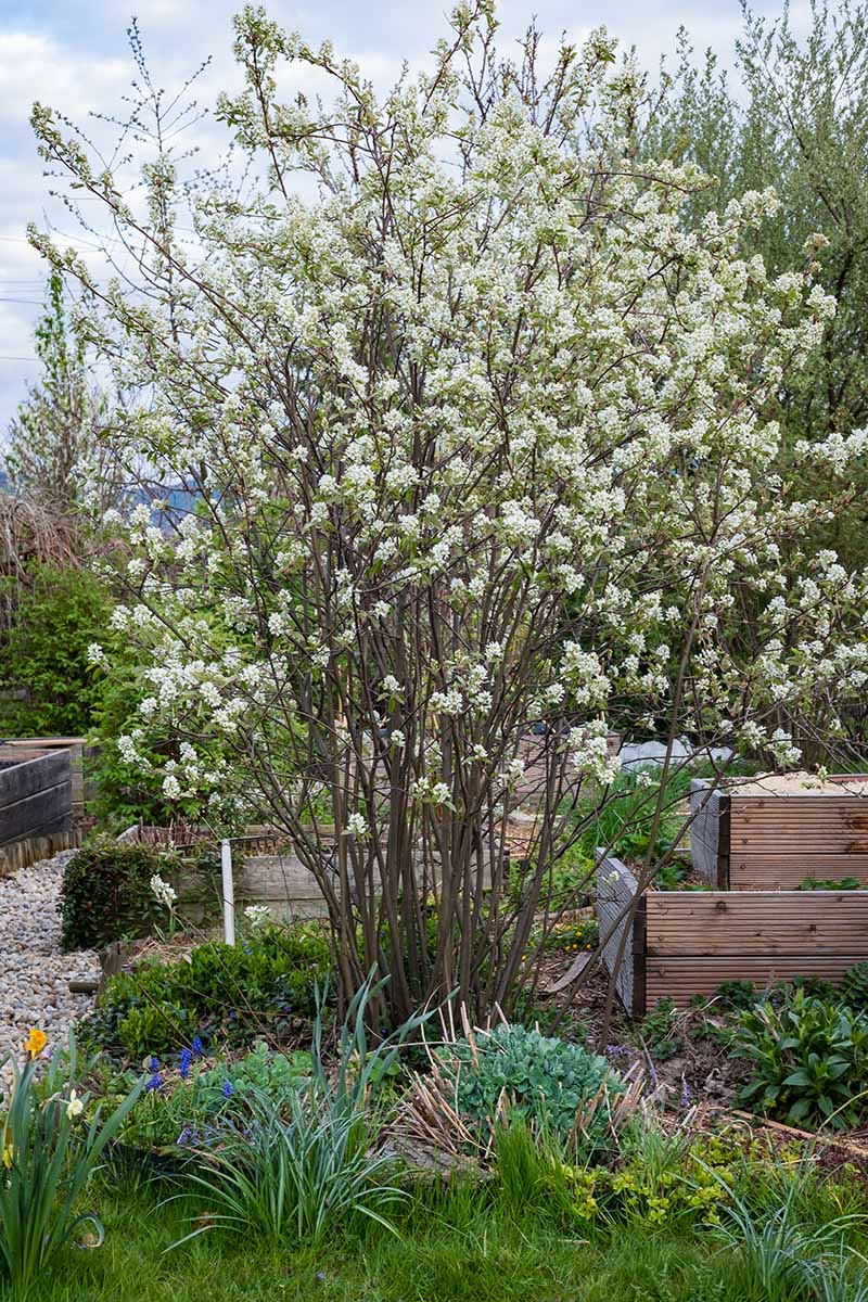 A vertical photo of a shadberry serviceberry tree full of white blooms in a permaculture garden.