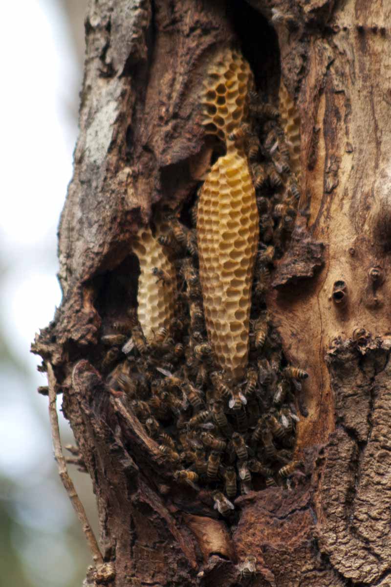 A close up vertical image of a natural beehive in the trunk of a tree.