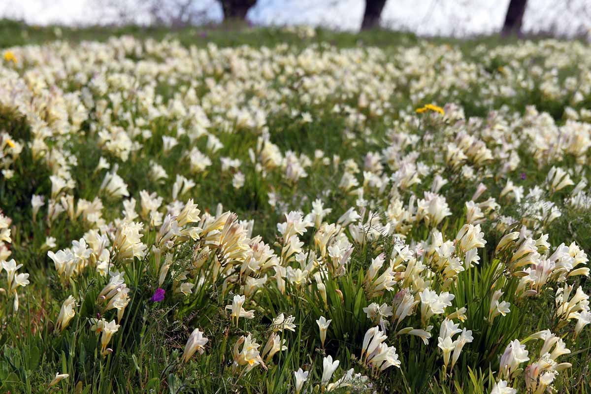 A close up horizontal image of a field of naturalized freesia flowers.