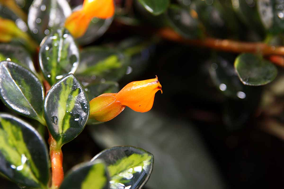 A close up horizontal image of a 'Dibley's Gold' Nematanthus plant with variegated foliage and bright orange flowers.