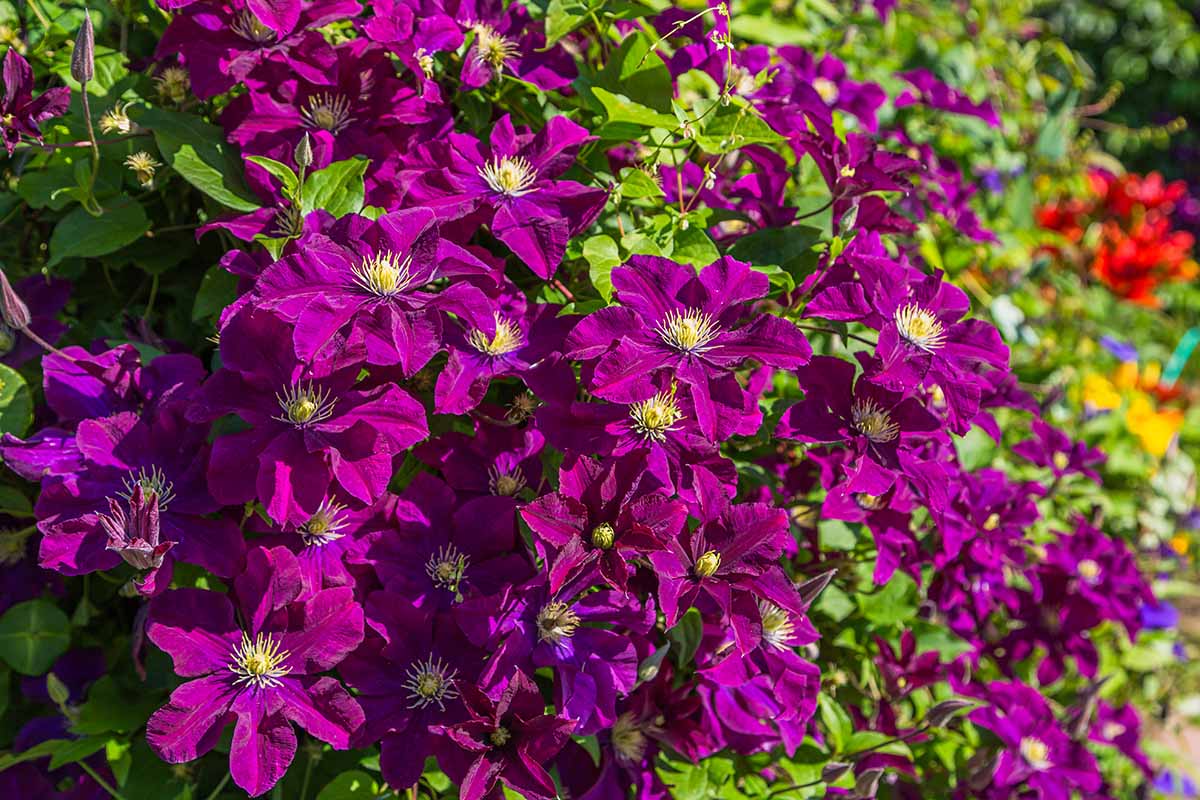 A close up horizontal image of deep purple 'Niobe' clematis flowers growing in the garden pictured in light sunshine on a soft focus background.