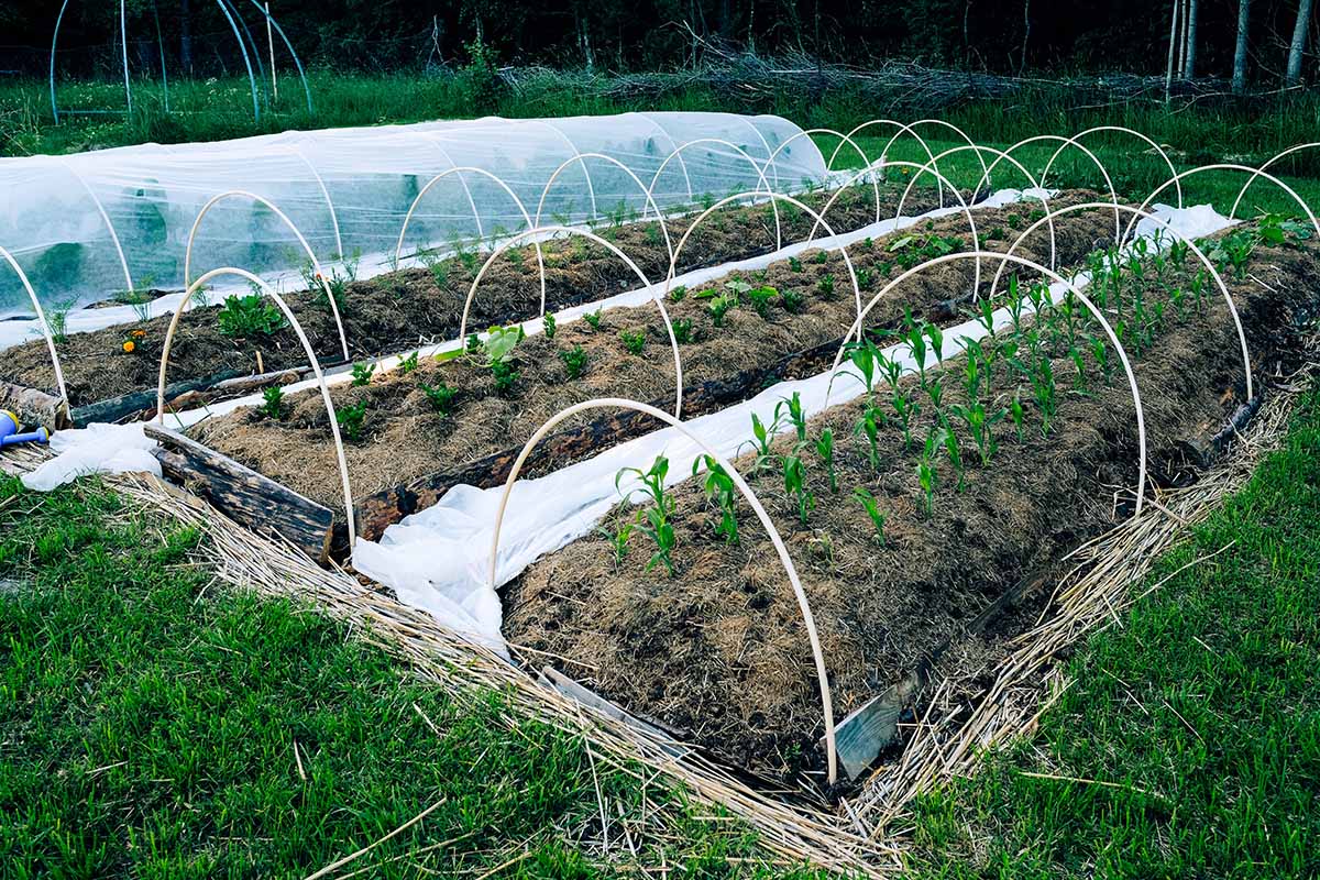 A horizontal shot of raised beds. The first two beds are set up with arches, while the far bed has arches with a row cover draped over the bed.