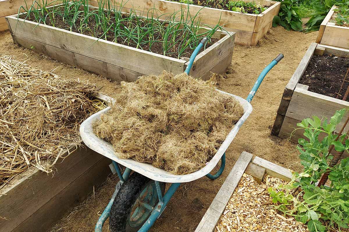 A horizontal photo of a home garden with several wooden raised beds with crops growing. In the aisle between the beds is a wheelbarrow filled with straw to be used for mulch.