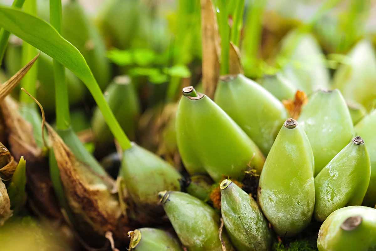 A horizontal close up photo of several green emerging pseudobulbs on an orchid plant growing in a pot indoors.