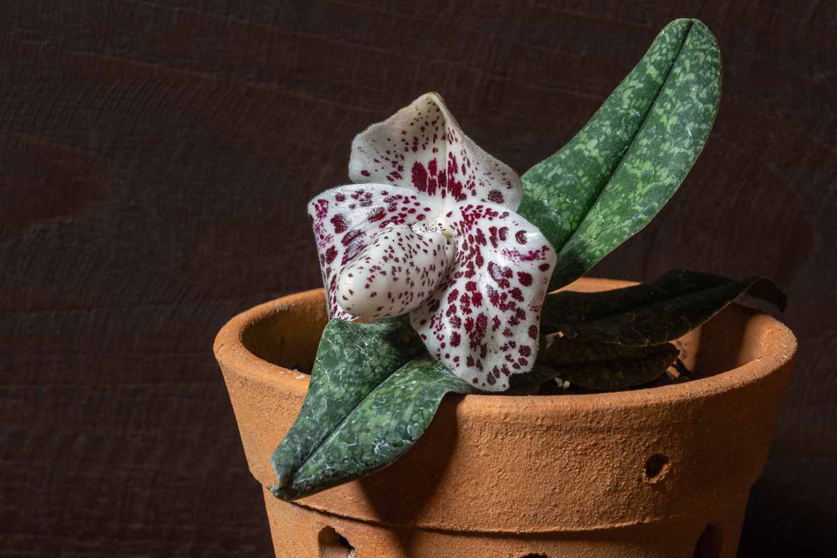 A horizontal photo of a paphiopedilum growing in a terra cotta pot set against a black background.