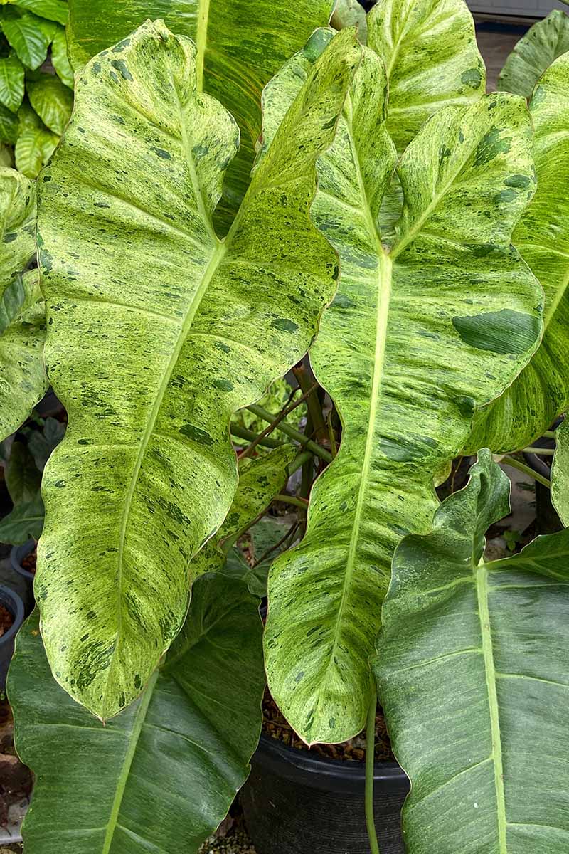 A vertical image of the variegated foliage of a 'Paraiso Verde' growing in a pot indoors.