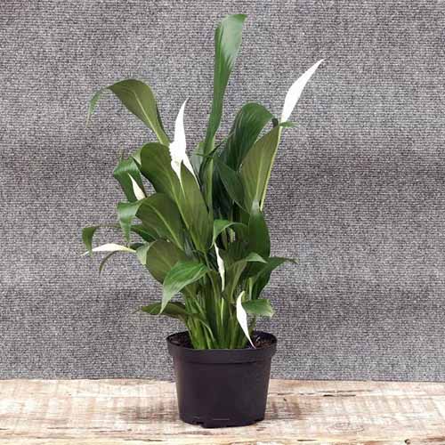 A square product photo of a peace lily on a brick counter against a gray background.