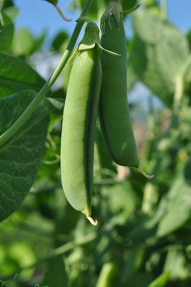 A vertical close up shot of ripe pea pods growing in the garden against a bright blue sky.