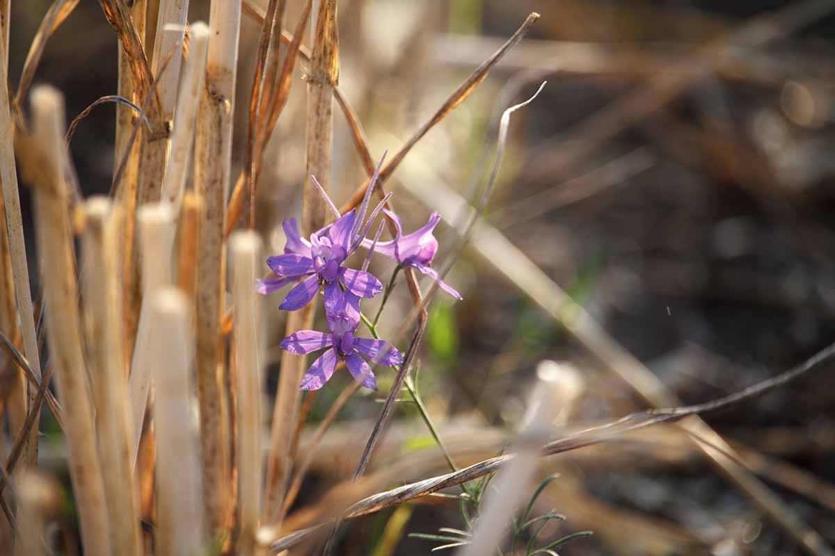 A close up horizontal image of a small purple flower amongst perennial stubble.