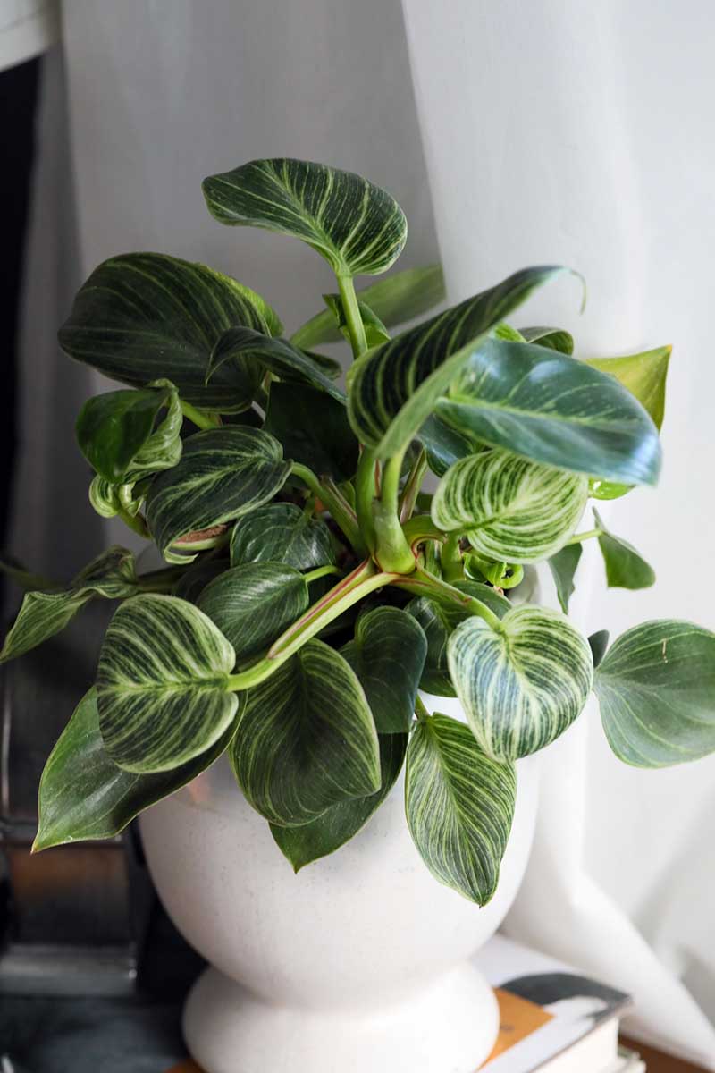 A close up vertical image of a birkin philodendron growing in a decorative white pot on a pile of books indoors.