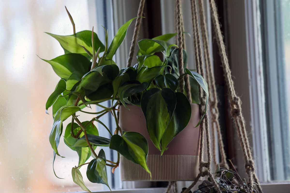 A horizontal image of a philodendron 'Brasil' growing in a hanging pot with the foliage spilling over the sides.