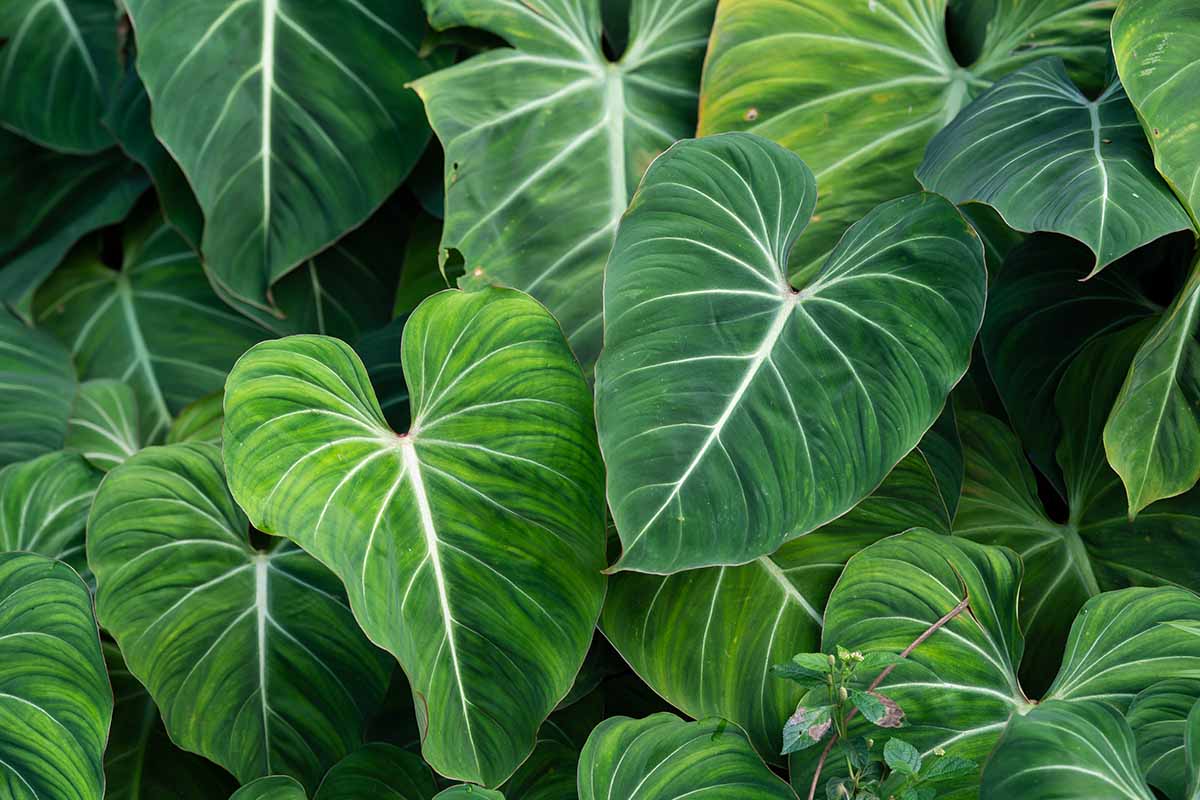A close up horizontal image of the large leaves of Philodendron gloriosum growing in the garden.