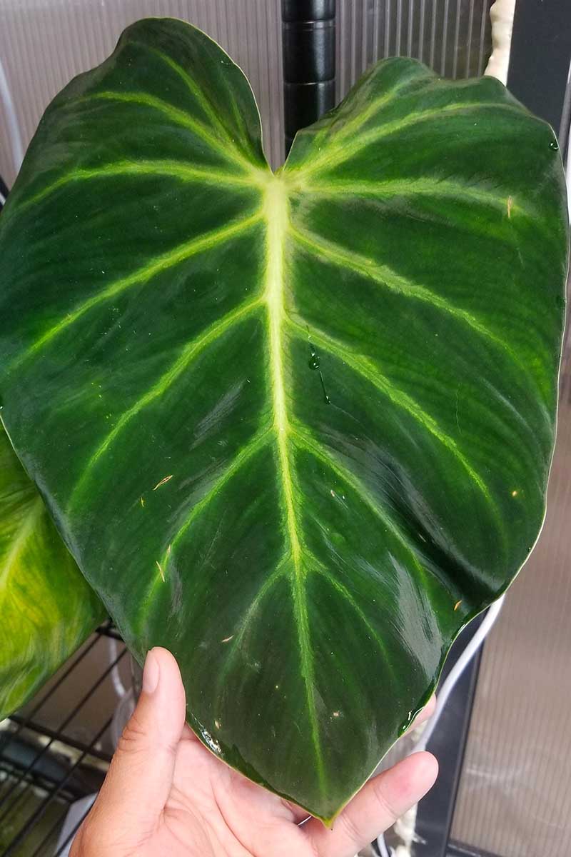 A vertical image of a hand from the bottom of the frame showing the size of a Philodendron luxurians leaf.