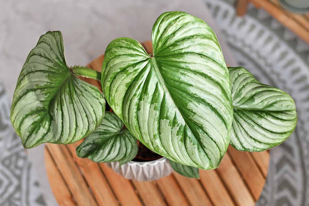 A close up top down image of the silvery variegated foliage of 'Mamei' growing in a small pot set on a wooden surface indoors.