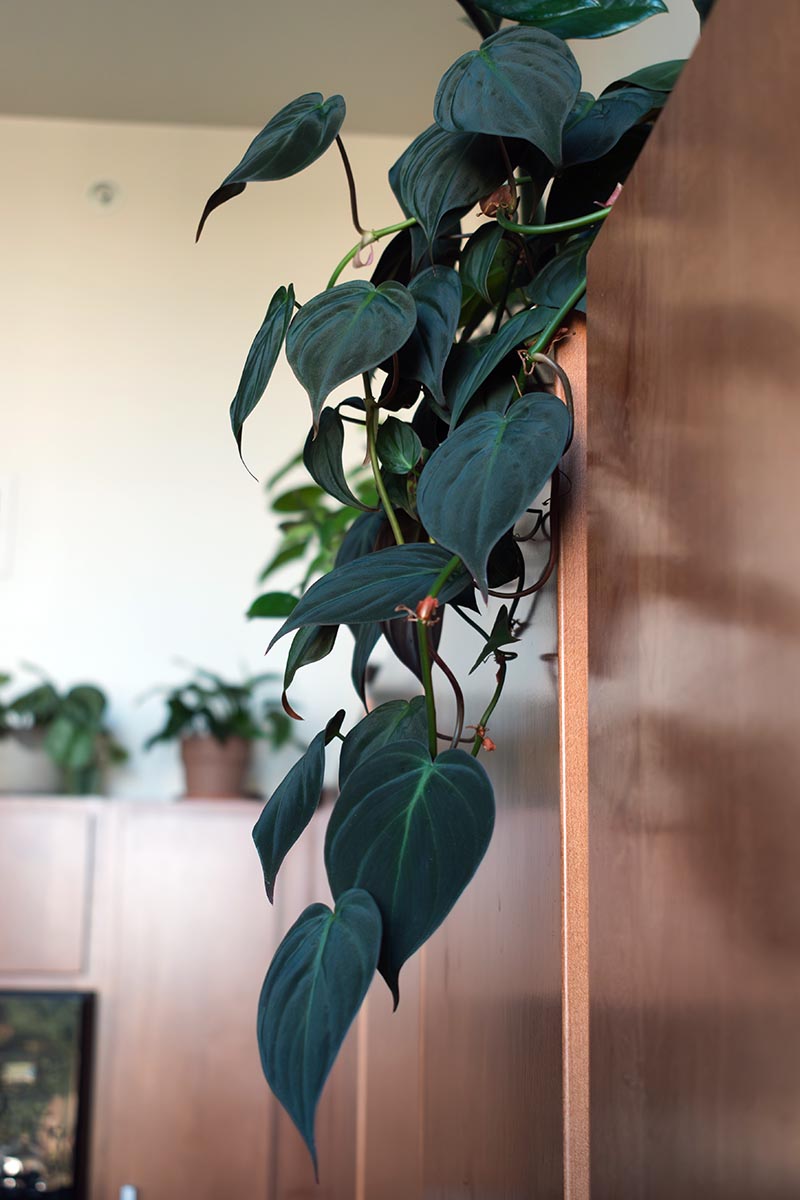 A close up vertical image of a velvet-leaf philodendron micans trailing over the side of a cabinet.