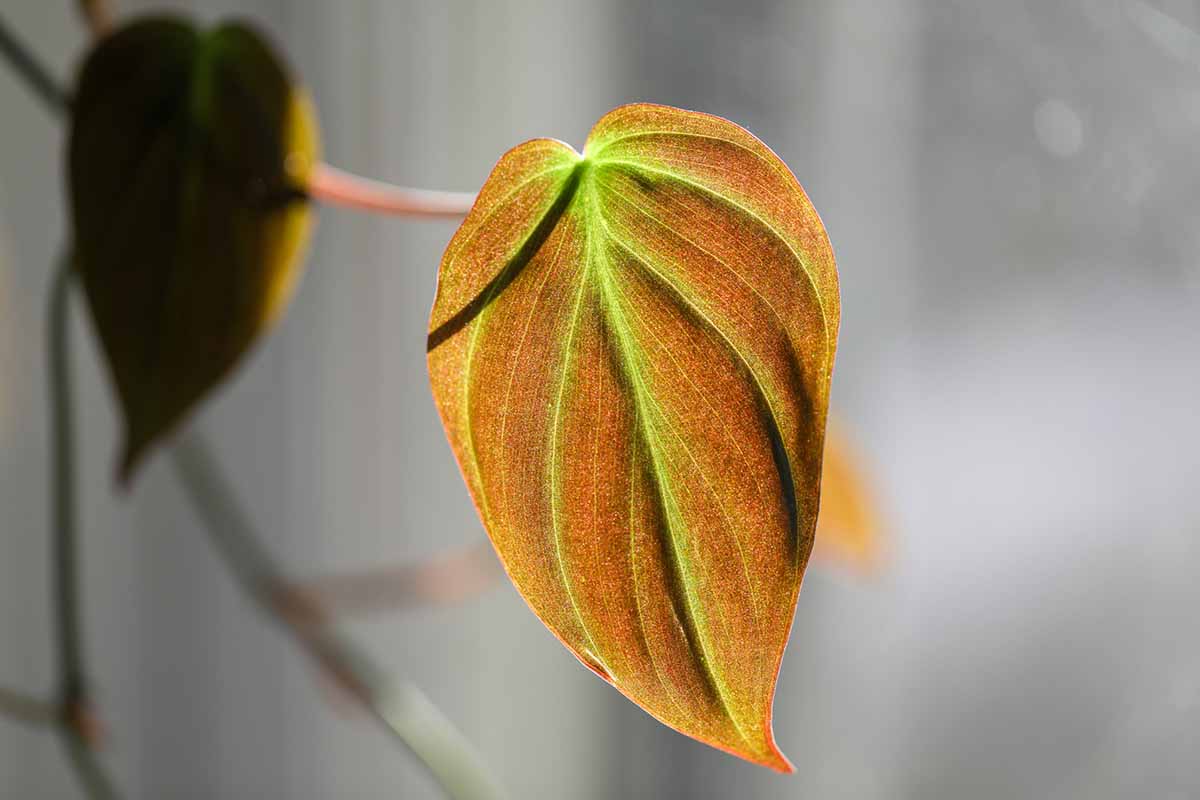 A close up horizontal image of a philodendron micans leaf pictured in bright sunshine pictured on a soft focus background.
