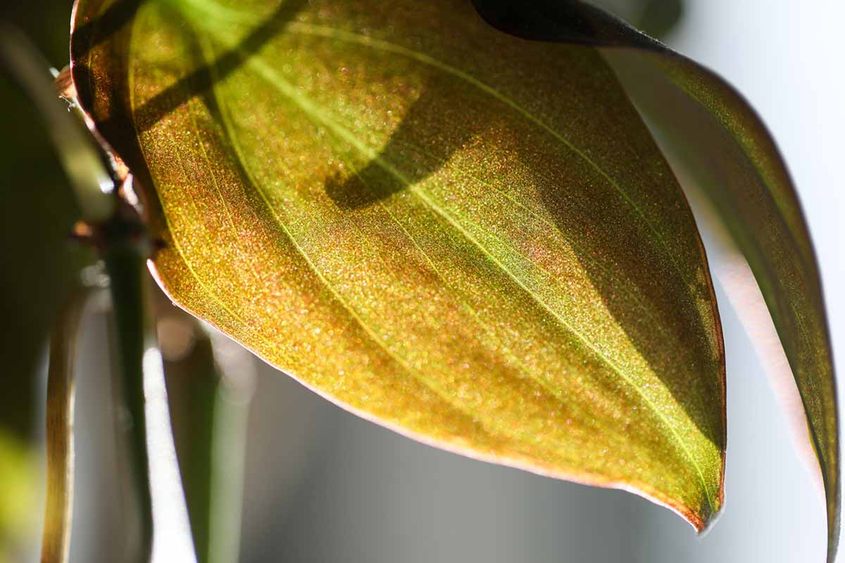 A close up of a philodendron micans leaf in bright sunshine.