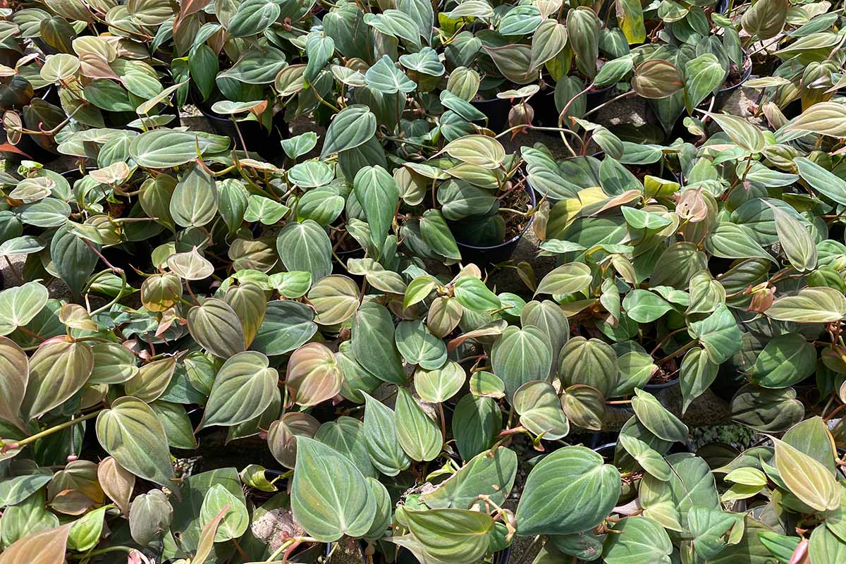 A close up horizontal image of philodendron micans plants growing in pots at a nursery.