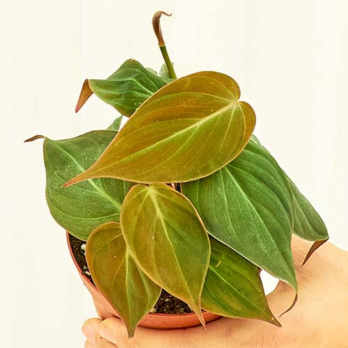 A close up of a small philodendron micans in a four inch pot held up by a human hand.