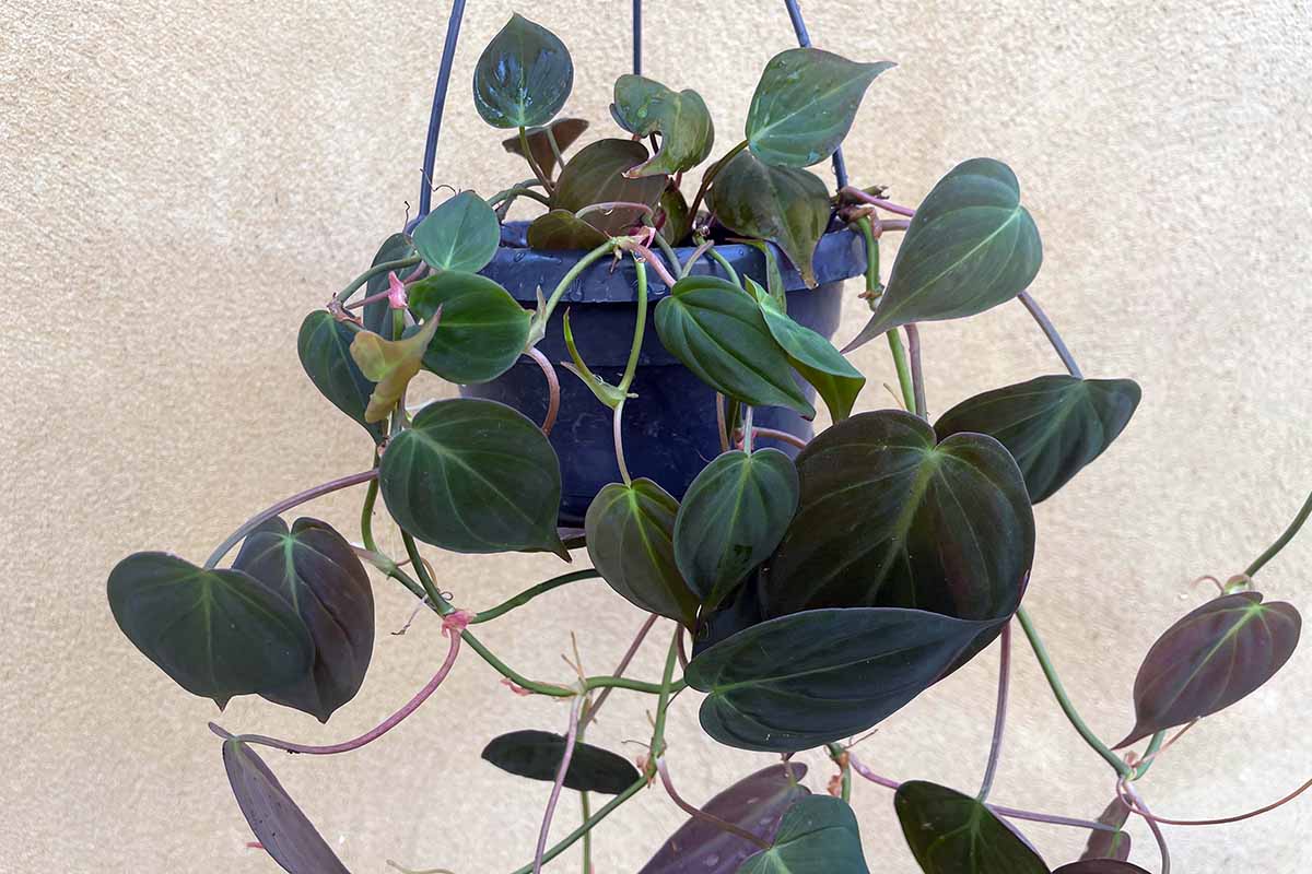 A close up horizontal image of a philodendron micans in a hanging pot.